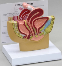 Female Pelvis Pharmaceutical and Anatomical Model Gifts